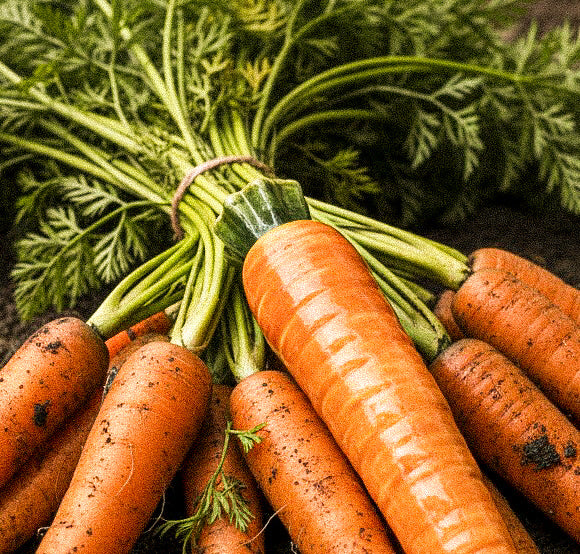 Carota